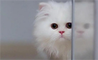 小猫脱水死前的征兆
