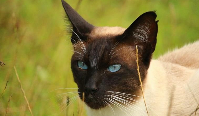 天生断尾的猫能活多久