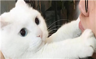 为什么猫会抵住不让亲