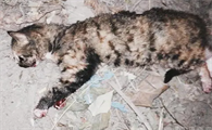 为什么死人棺材不能有猫