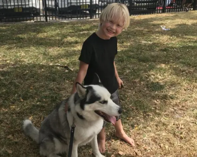 流浪哈士奇上岗做警犬,警察:我们就是看中它傻 流浪哈士奇上岗做警犬,警察:我们就是看中它傻
