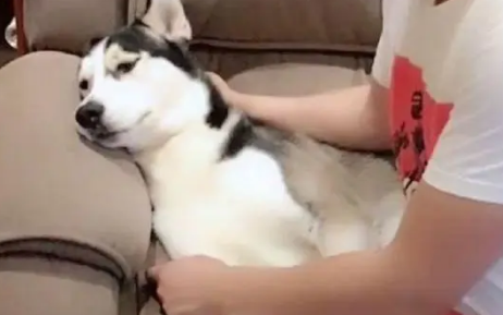 哈士奇在沙发上睡觉时,被主人强吻,随后二哈表情让人笑喷