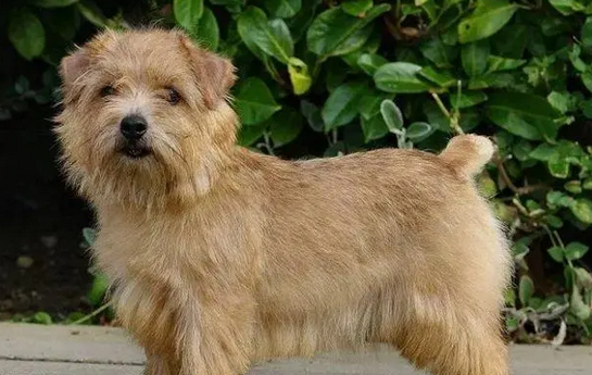 诺福克梗犬能长多大