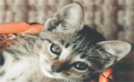 晚上开车压死猫会有报应吗