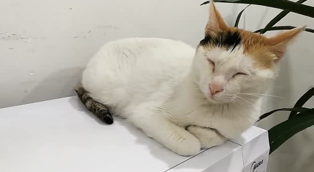 小猫不吃不喝没精神怎么回事 小猫不吃不喝没精神怎么回事