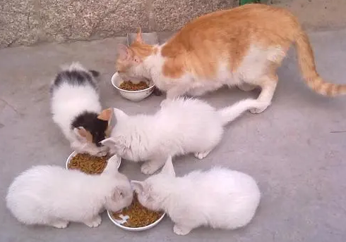 生了4只猫是什么好兆头
