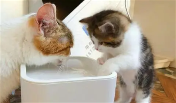 小猫肚子咕咕叫是怎么回事 小猫肚子咕咕叫是怎么回事