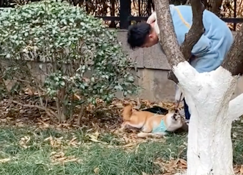 主人假装教训柴犬,还没打它就开始嗷嗷直叫,还以为有人在虐狗! 主人假装教训柴犬,还没打它就开始嗷嗷直叫,还以为有人在虐狗!