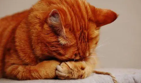 女人梦见被猫咬了脚是什么意思