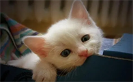 为什么我会觉得猫很像小孩