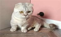 猫在我鞋上蹭来蹭去