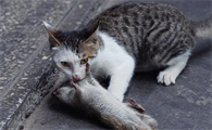 猫抓老鼠是本能行为吗