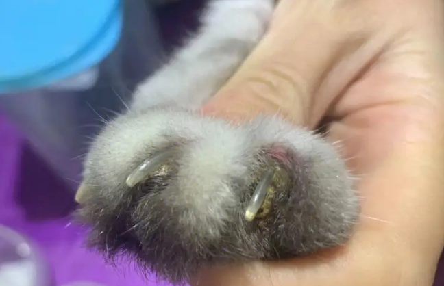 猫趾间炎用什么药