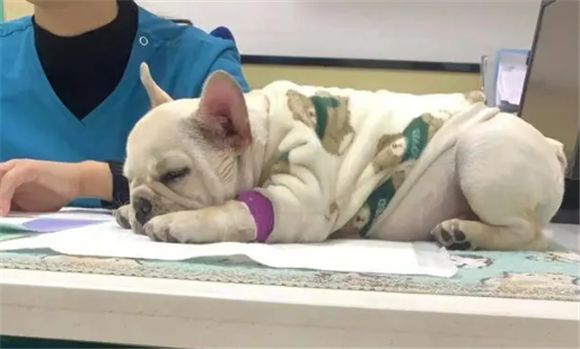 犬瘟神经性抽搐怎么治 犬瘟神经性抽搐怎么治