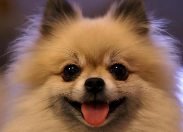 圆脸博美犬叫什么 圆脸博美犬叫什么