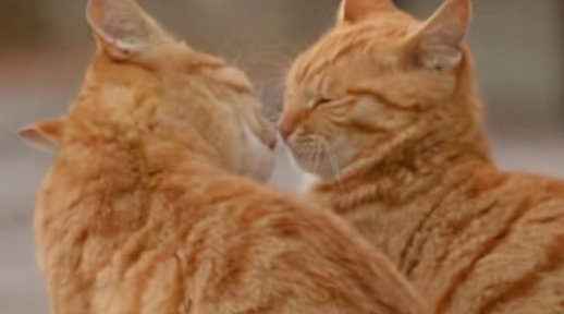 如何判断家养公猫发完情了 如何判断家养公猫发完情了