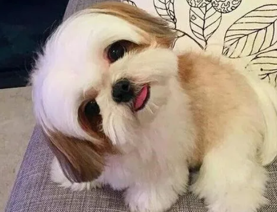 为什么很少人养西施犬