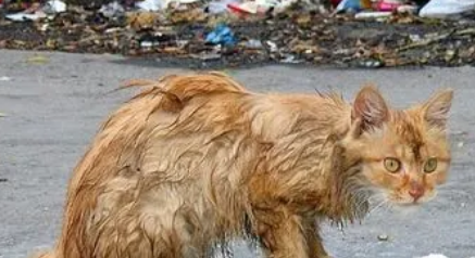 流浪猫把新车当产房，悄悄生下5个崽，离开时不忘送车主大礼