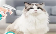 杀虫剂可以喷猫身上的跳蚤吗