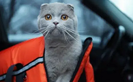 猫晕车会不会导致死亡