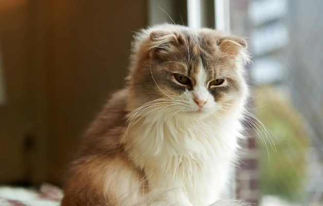 猫一直上我床怎么解决 猫一直上我床怎么解决