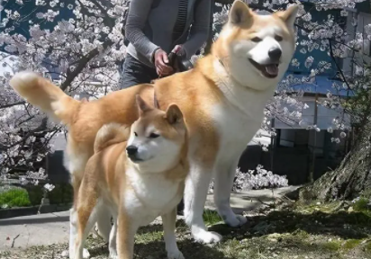 西巴犬和柴犬哪个好养 西巴犬和柴犬哪个好养