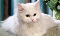 千岁岁是什么品种的猫