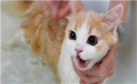 猫有月经吗