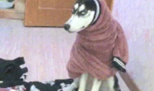 哈士奇把主人衣服给撕了,主人这样惩罚二哈,可二哈反应让人无奈 哈士奇把主人衣服给撕了,主人这样惩罚二哈,可二哈反应让人无奈