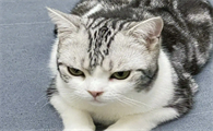 我一气之下把猫摔死了