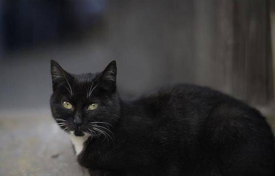 死人碰到猫真的会诈尸吗 死人碰到猫真的会诈尸吗