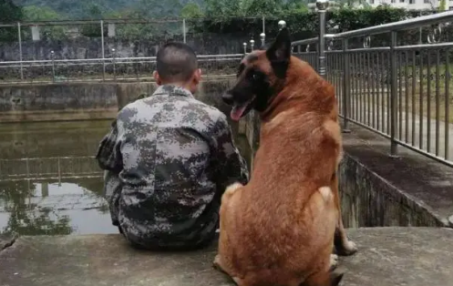 警犬主要品种都有哪些犬种