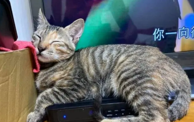 不知道自己长大了！萌猫硬挤在小盒子上睡觉，太可爱了
