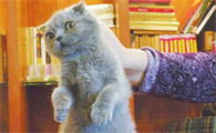 为什么一拎猫的后脖,猫就不动了
