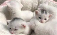 母猫护崽被活活打死