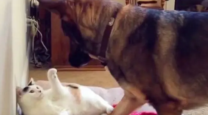 狗:你占我地方了,咱俩一起睡吧,猫:别过来,再过来我挠你了!