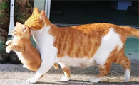 母猫能接受别的幼猫吗
