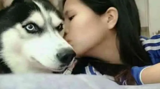 哈士奇刚开始全程高冷,结果被美女亲了一口后,二哈表情让人笑喷 哈士奇刚开始全程高冷,结果被美女亲了一口后,二哈表情让人笑喷