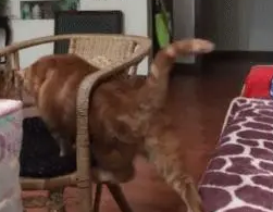 橘猫从椅子侧面往上爬,结果被卡住:低估自己的体型了 橘猫从椅子侧面往上爬,结果被卡住:低估自己的体型了