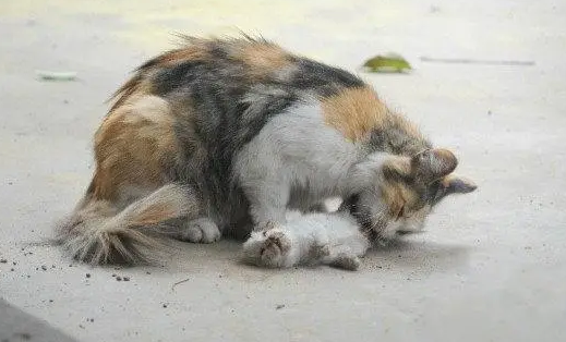 为什么会虐猫过瘾