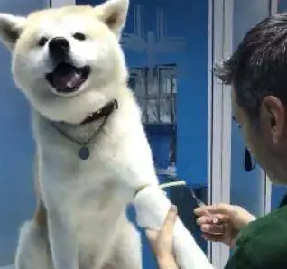 主人带着秋田犬去抽血,狗狗不哭不叫,网友:看着真心疼! 主人带着秋田犬去抽血,狗狗不哭不叫,网友:看着真心疼!