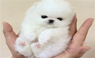 袖珍犬品种大全及图片
