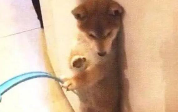 柴犬犯错主人惩罚它，下意识的举动太搞笑，主人：还有这种操作？