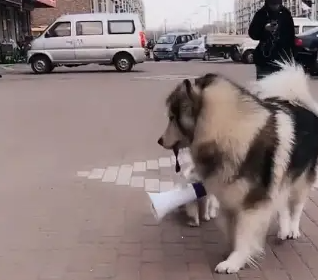 阿拉斯加脖上戴喇叭,给身后萨摩耶找主人,网友:模样暖哭! 阿拉斯加脖上戴喇叭,给身后萨摩耶找主人,网友:模样暖哭!