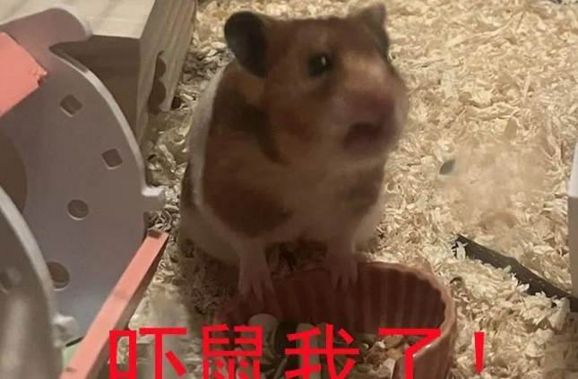 小仓鼠被三只猫咪紧盯,压迫感扑面而来 小仓鼠被三只猫咪紧盯,压迫感扑面而来