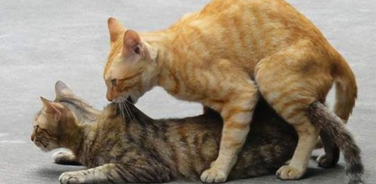 母猫发情会乱尿吗