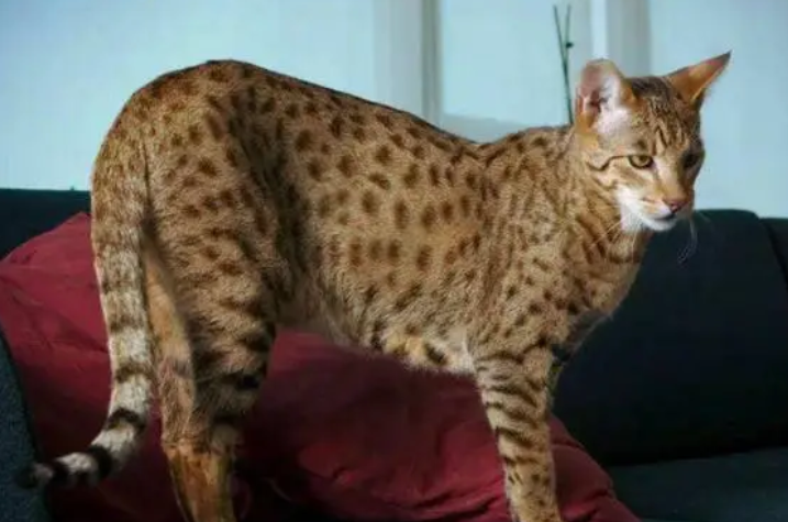 阿瑟拉猫多少钱一只纯幼