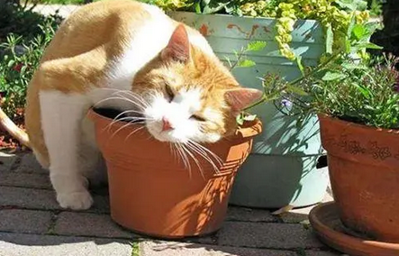 如何让猫远离花盆 如何让猫远离花盆