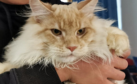 世界上最大的猫
