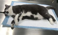 母猫绝育后还会叫吗